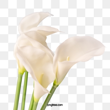 360x360 Calla Lily Flower Png, Vector, And Clipart With Transparent