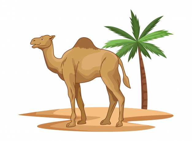 626x459 Camel Vectors, Photos And Free Download