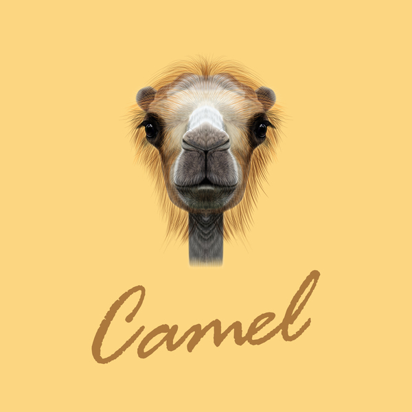 600x600 Camel Head Vector Illustration Free Download