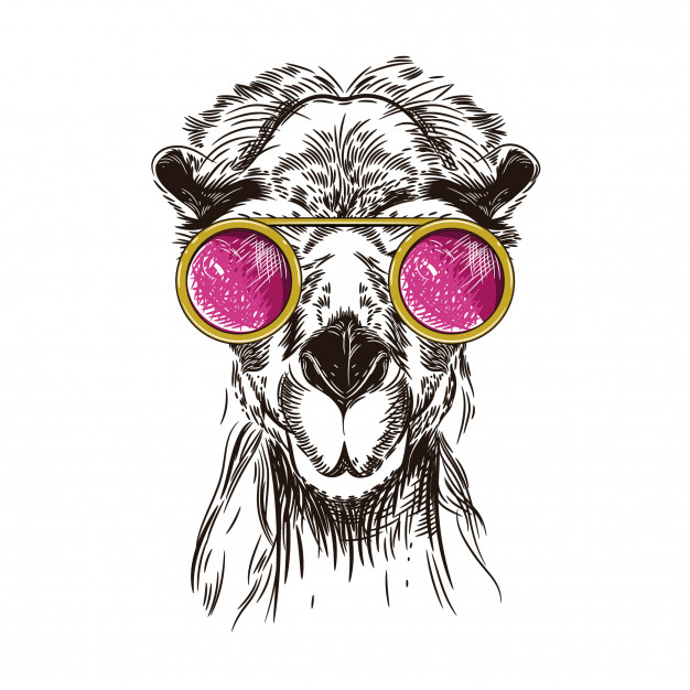 626x626 Vector Image Of A Camel In Pink Glasses Vector Premium Download