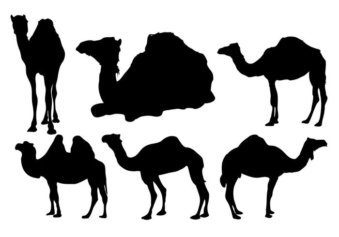 700x490 Camel Free Vector Art