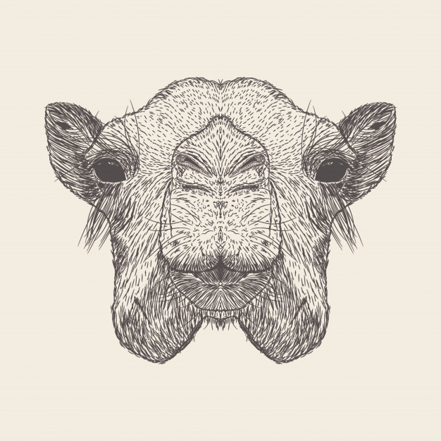 626x626 Camel Head Vectors, Photos And Free Download