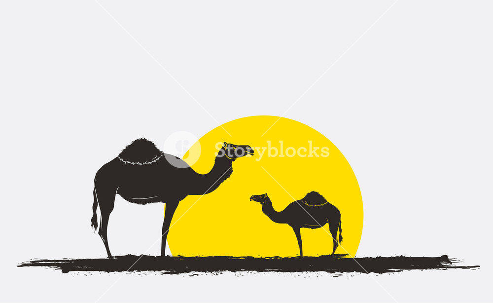 1000x614 Camel Silhouettes In Sunrise Vector Royalty Free Stock Image
