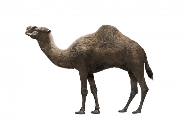 626x417 Camel Vectors, Photos And Free Download
