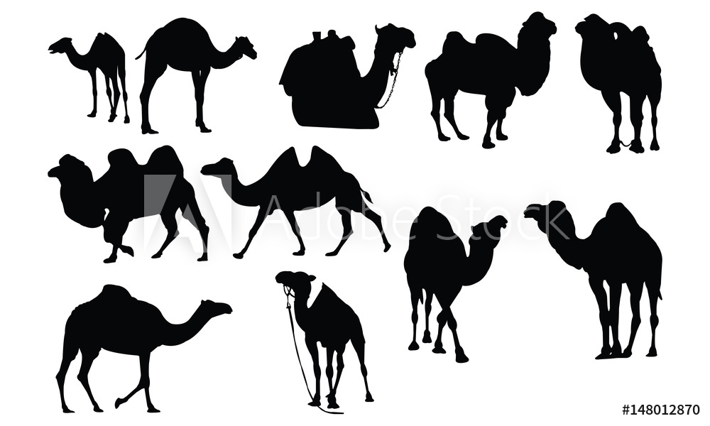 1000x600 Photo Art Print Camel Silhouette Vector Illustration Europosters