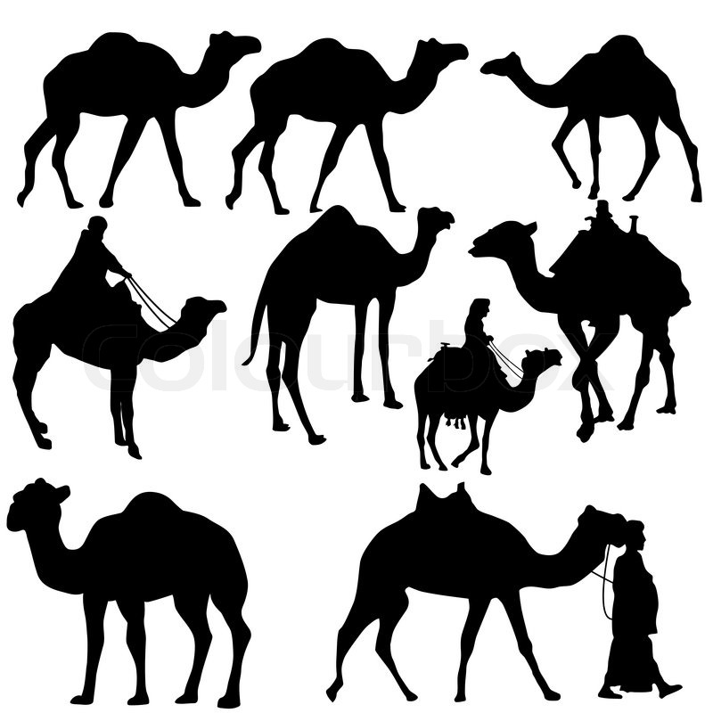 800x800 Set Of Camels Silhouettes On White Stock Vector Colourbox