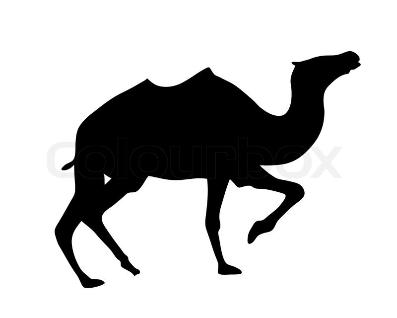 800x640 Vector Silhouette Camel On White Stock Vector Colourbox