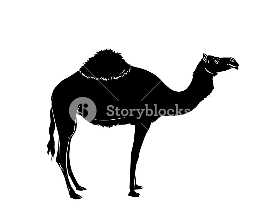 1000x863 Camel Silhouette Vector Illustration Royalty Free Stock Image