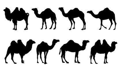 420x240 Camel Vector Photos, Royalty Free Images, Graphics, Vectors
