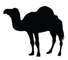 235x209 Camel Vector Art Illustration Make Money Illustration, Photo