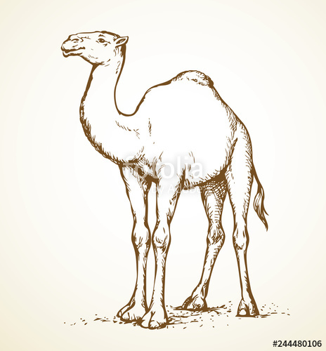 464x500 Camel Vector Sketch Stock Image And Royalty Free Vector