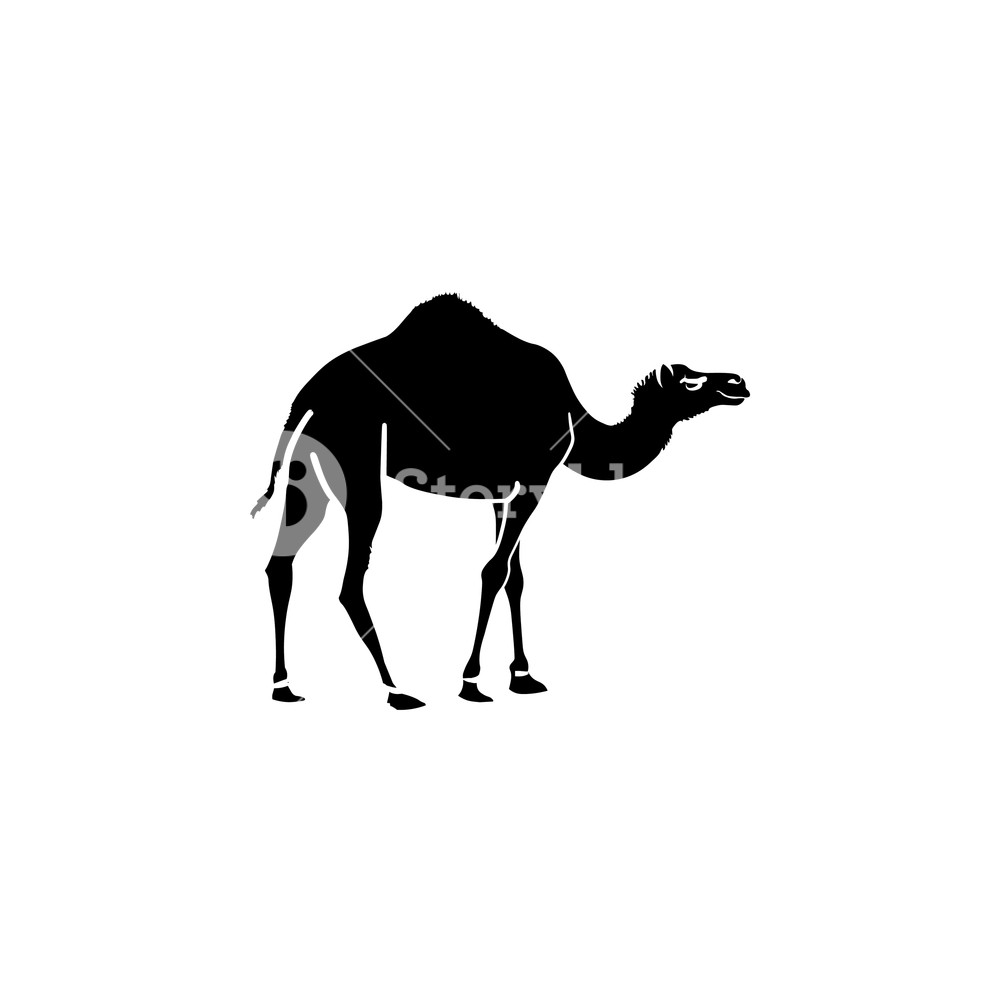 1000x1000 Camel Vector Illustration Royalty Free Stock Image