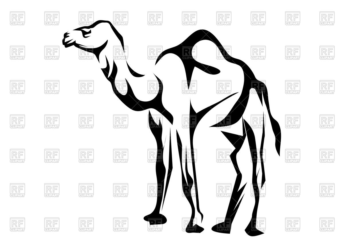 1200x845 Dromedary