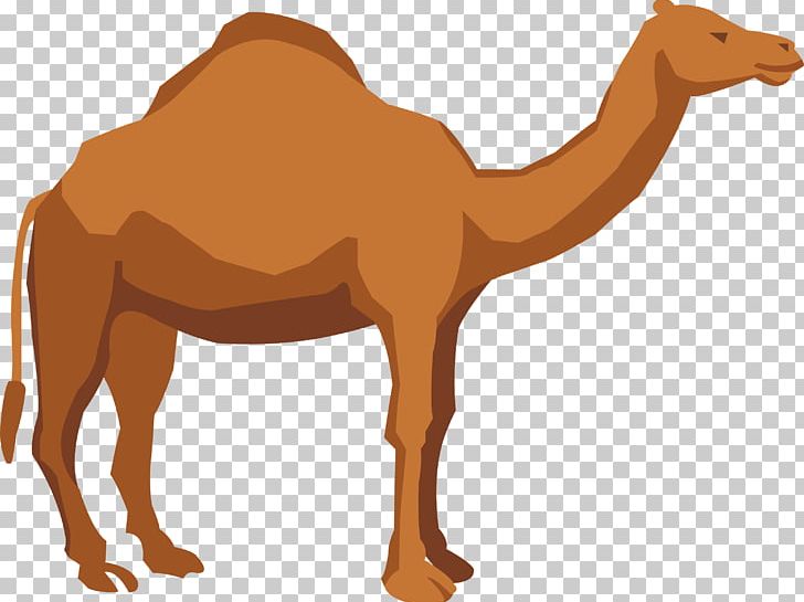728x545 Dromedary Apache Camel Illustration Png, Clipart, Animals