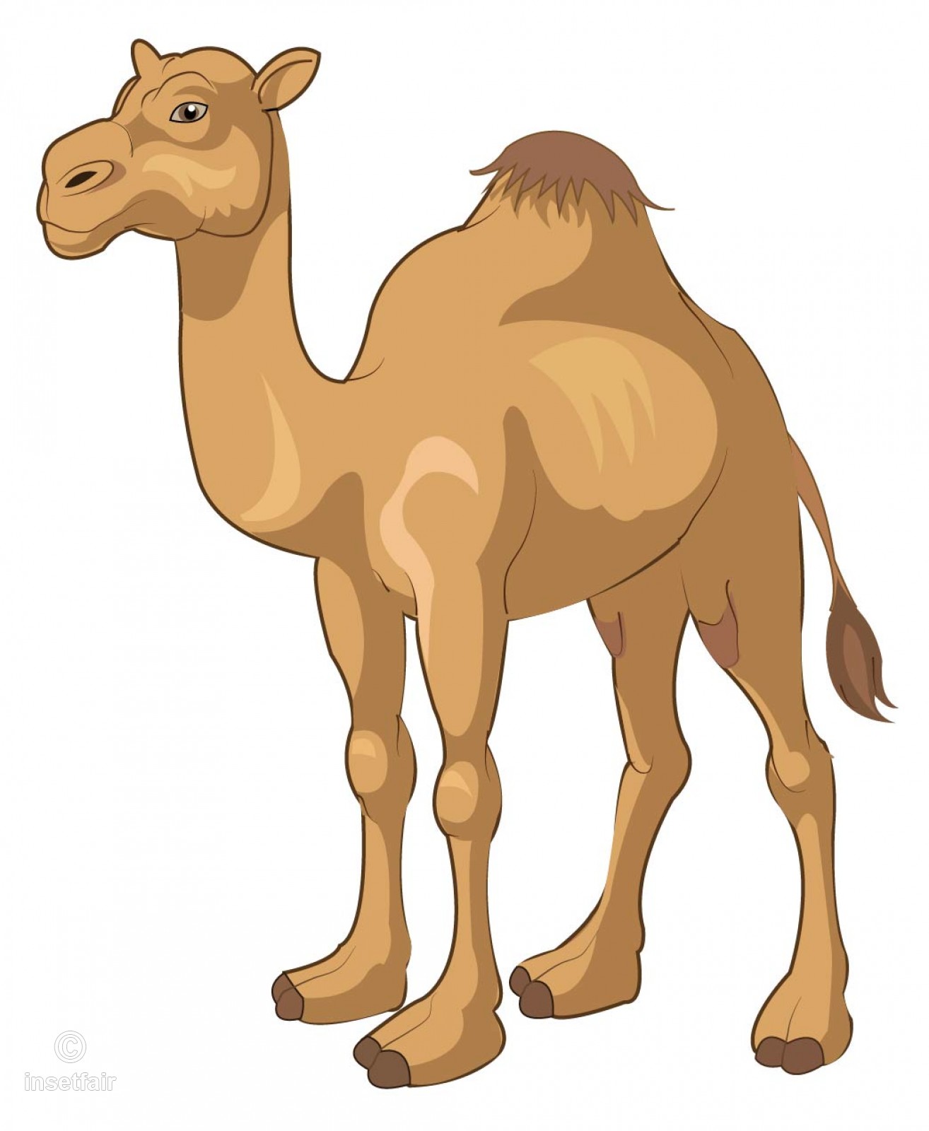 1314x1600 Young Camel Vector Sketch With Adobe Illustrator