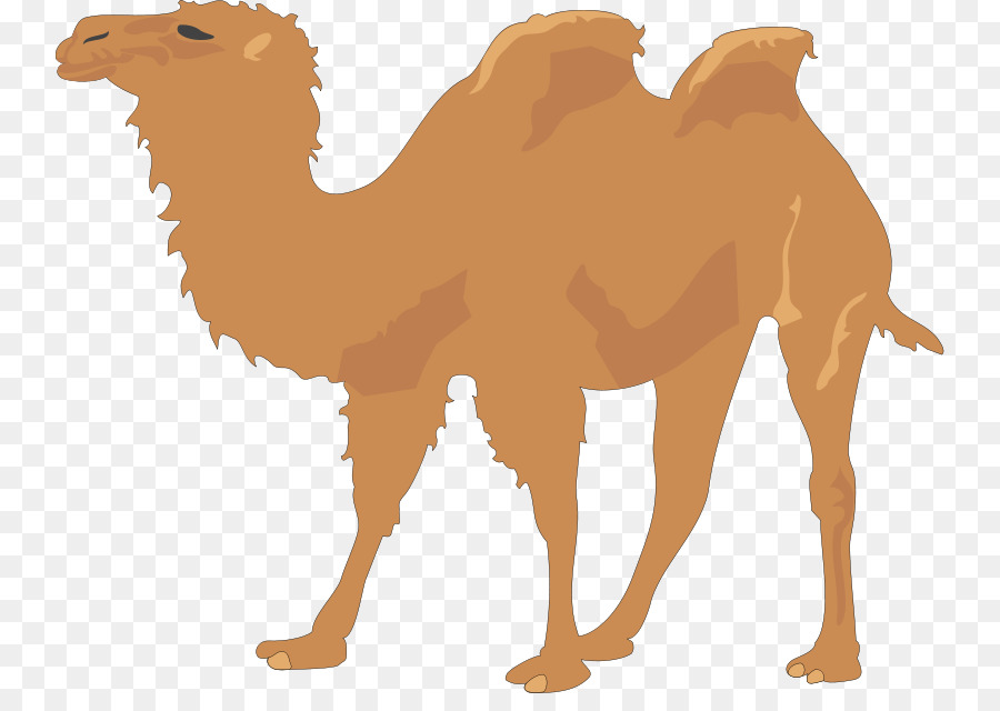 900x640 Camel Vector Free Clipart Bactrian Camel Dromedary Clip Art