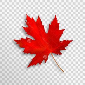 300x300 Red Fireworks On Canada Maple Leaf Vector Studiogrfx