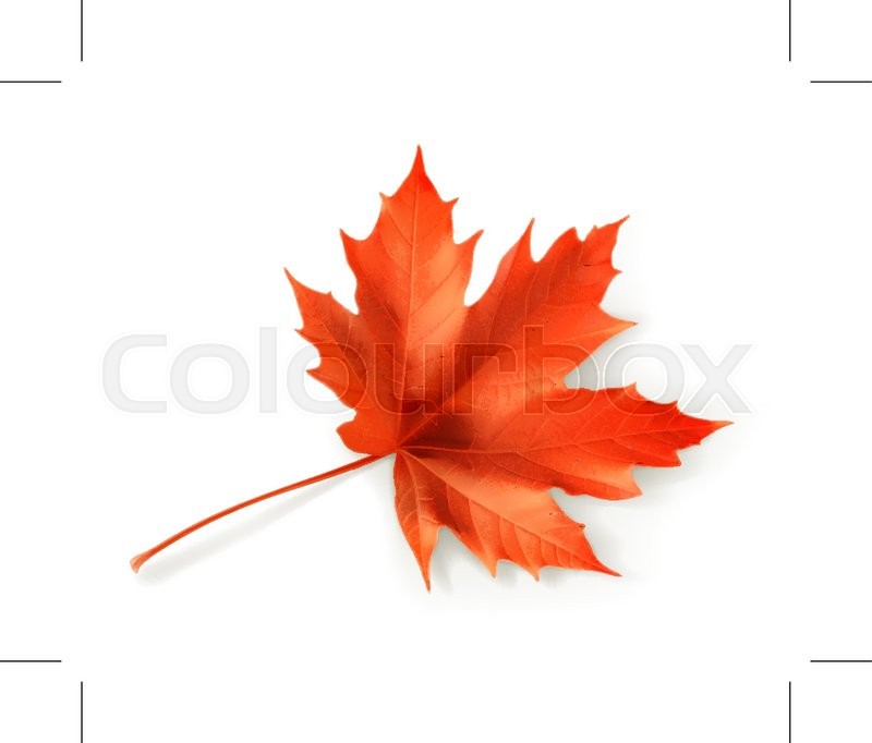 800x682 Red Maple Leaf, Vector Object Stock Vector Colourbox