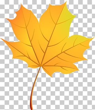 Canada Maple Leaf Vector