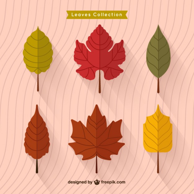 626x626 Maple Leaf Vectors, Photos And Free Download