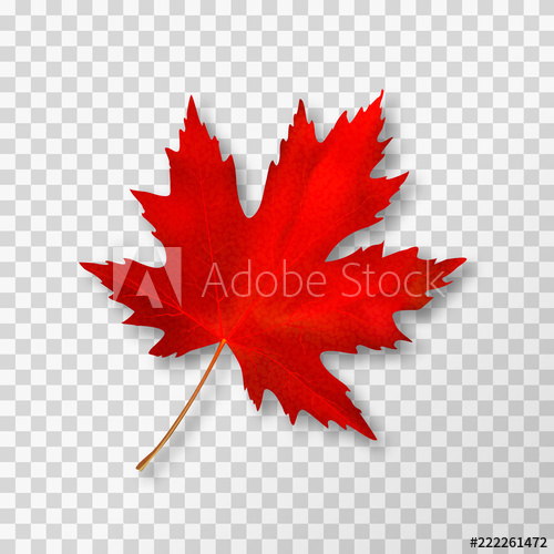 500x500 Maple Leaf Isolated On Transparent Background Bright Red Autumn