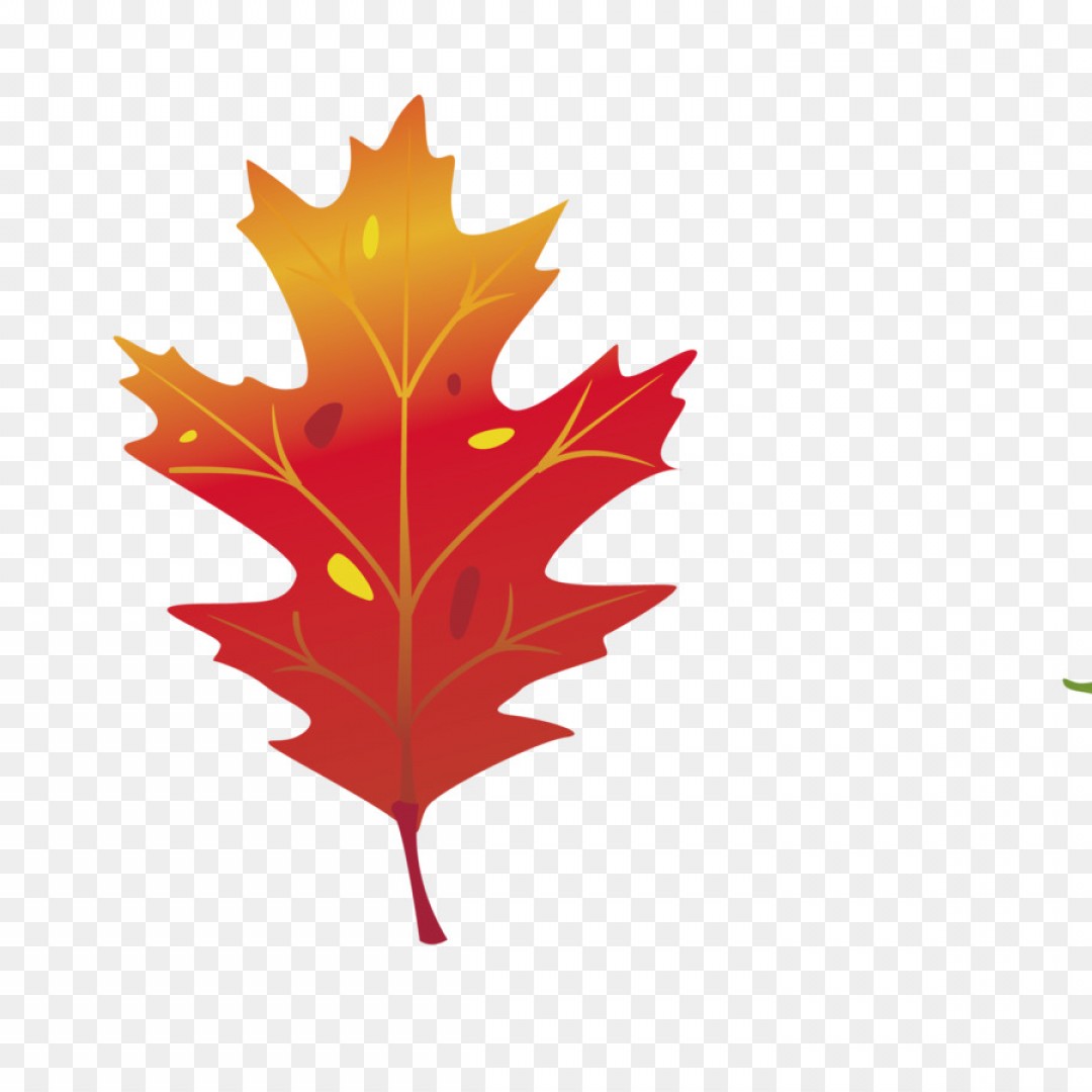 1080x1080 Png Maple Leaf Vector Graphics Autumn Leaf Color Clip Hoodamathrun