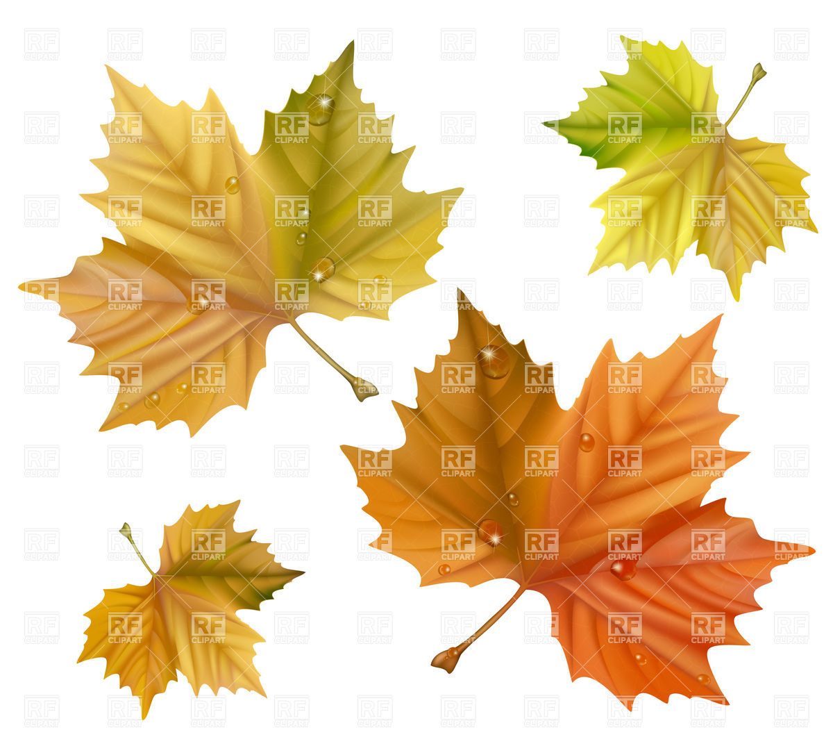 Canada Maple Leaf Vector at Vectorified.com | Collection of Canada