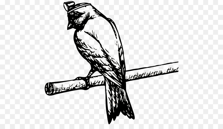 900x520 Domestic Canary Vector Graphics Drawing Illustration Sketch