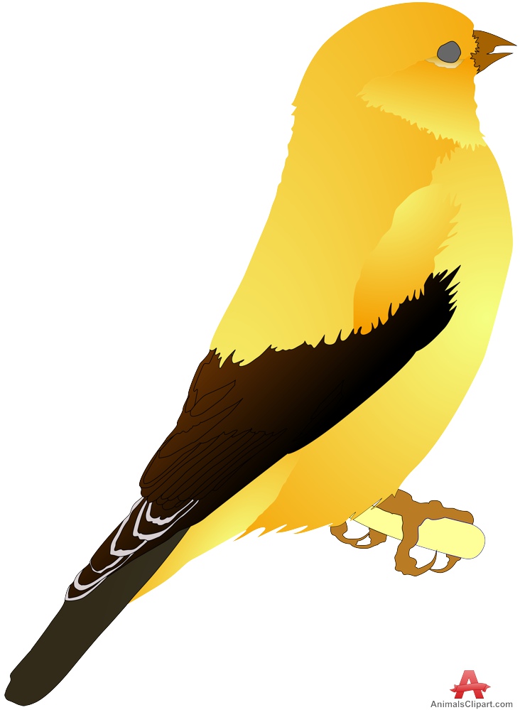 732x999 Parrot Clipart Canary For Free Download And Use Images