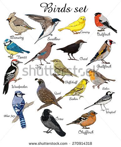 387x470 Big Set Birds Birds Flying, Animals, Bird Silhouette, Bird Vector