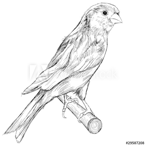 500x500 Black And White Sketch Of A Canary Bird Sitting On A Branch