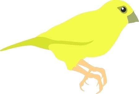 450x306 Canary Color Bilgiemekister