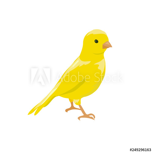 500x500 Small Yellow Bird Canary