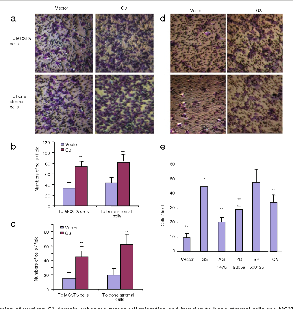 Figure From The Role Of Versican Domain In Regulating Breast 1014x1066 Figure From The Role Of Versican Domain In Regulating Breast