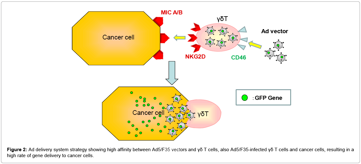 Gamma Delta T Cells May Function As Carrier Vehicles In Adenovirus 1152x524 Gamma Delta T Cells May Function As Carrier Vehicles In Adenovirus