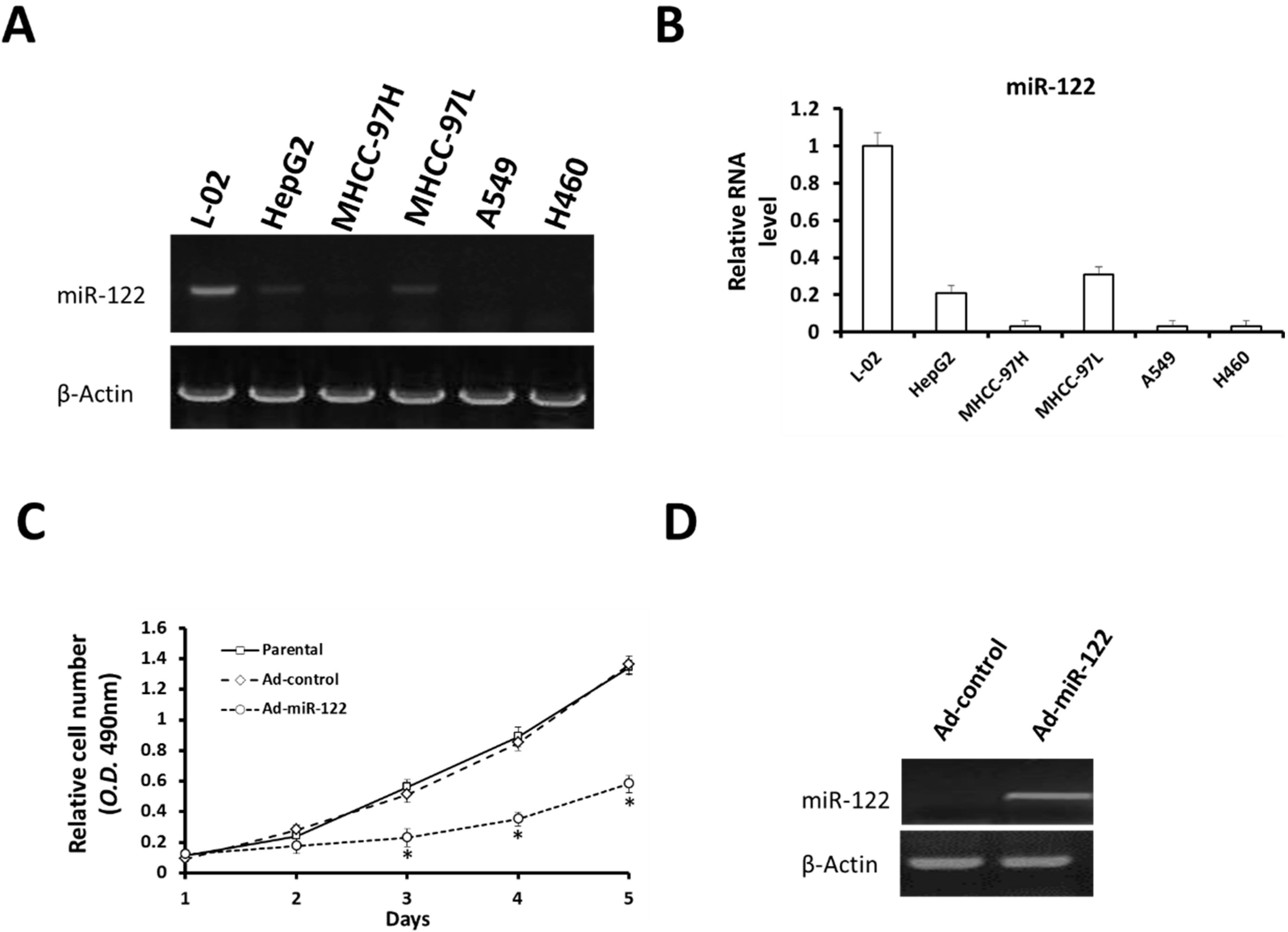 Ijms Free Full Text Mir Induces Radiosensitization In Non 3371x2440 Ijms Free Full Text Mir Induces Radiosensitization In Non