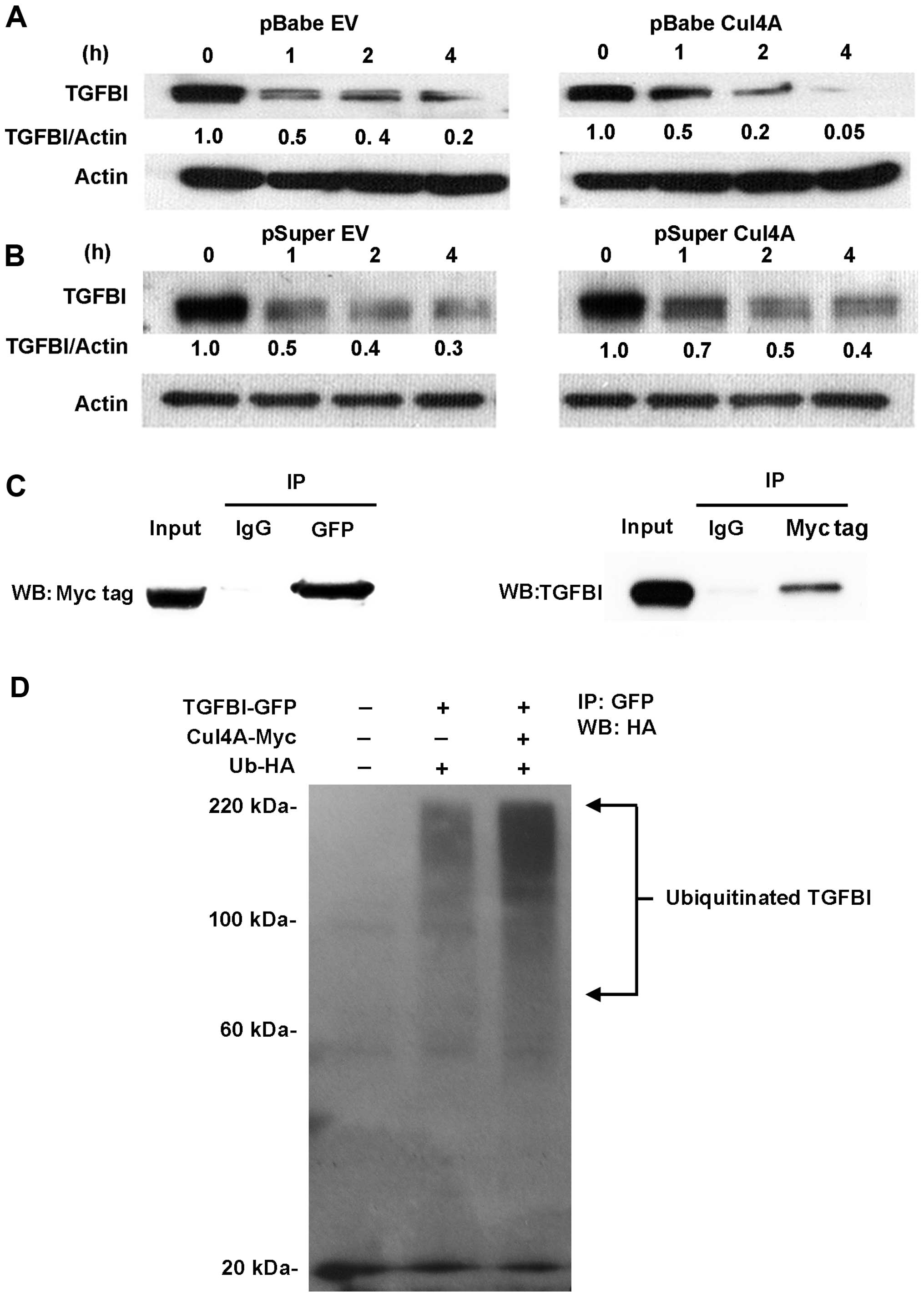 Knockdown Of Increases Chemosensitivity To Gemcitabine 2031x2850 Knockdown Of Increases Chemosensitivity To Gemcitabine