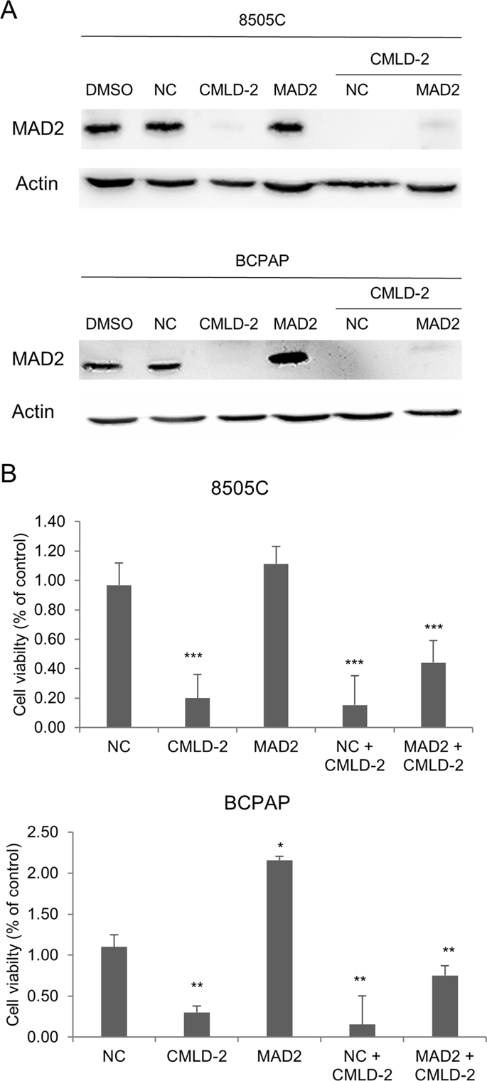 The Hur Cmld Inhibitor Exhibits Antitumor Effects Via 685x1521 The Hur Cmld Inhibitor Exhibits Antitumor Effects Via