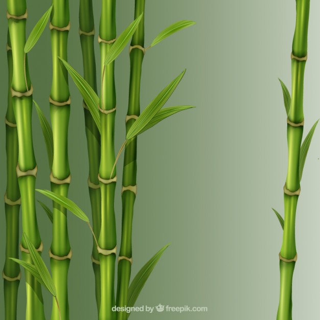 626x626 Cane Vectors, Photos And Free Download