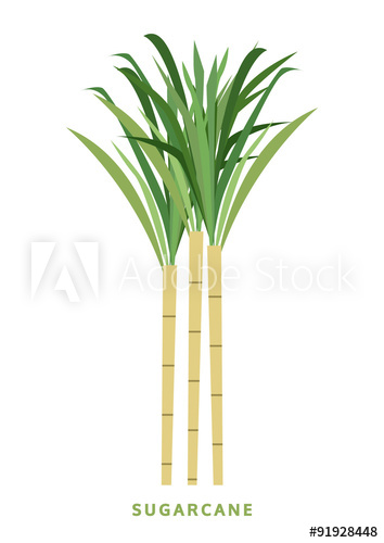 354x500 Sugarcane, Cane Vector Illustration, Isolated Symbol On White Ba