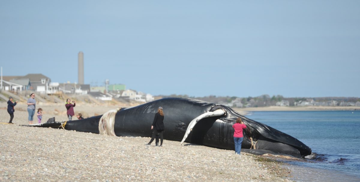 1200x606 Mother Whale, Washed Ashore On Cape Cod, To Be Exhibited With Calf