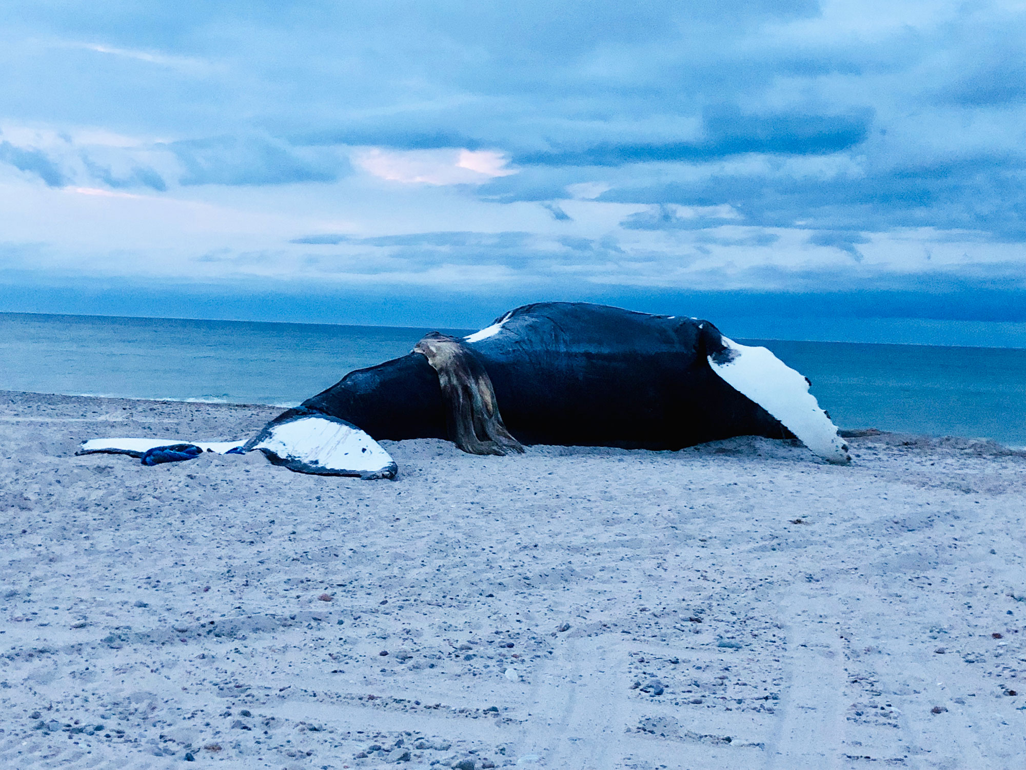 2000x1500 Ocean Noise Pollution, Whale Ears, And A Humpback Beached On Cape