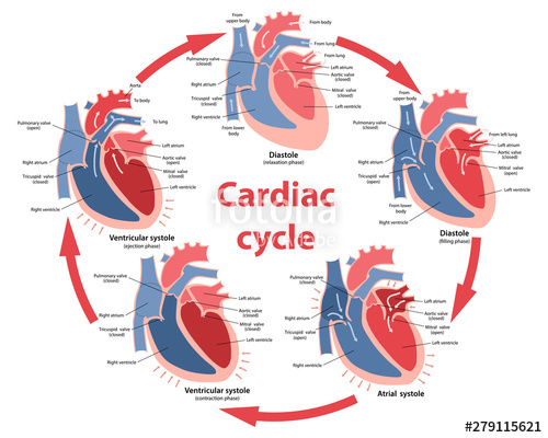 Cardiac Vector at Vectorified.com | Collection of Cardiac Vector free ...