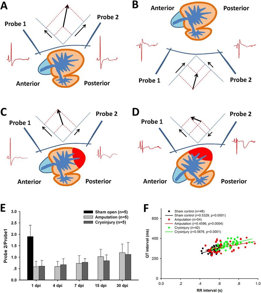 Direction Of Zebrafish Cardiac Vector And Its Shift During Heart 850x952 Direction Of Zebrafish Cardiac Vector And Its Shift During Heart
