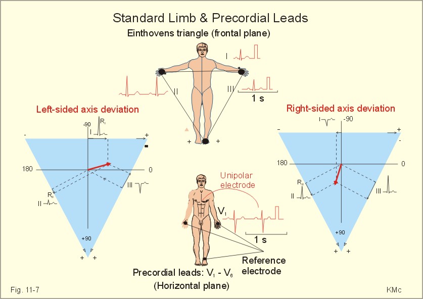 New Human Physiology Ch 837x592 New Human Physiology Ch