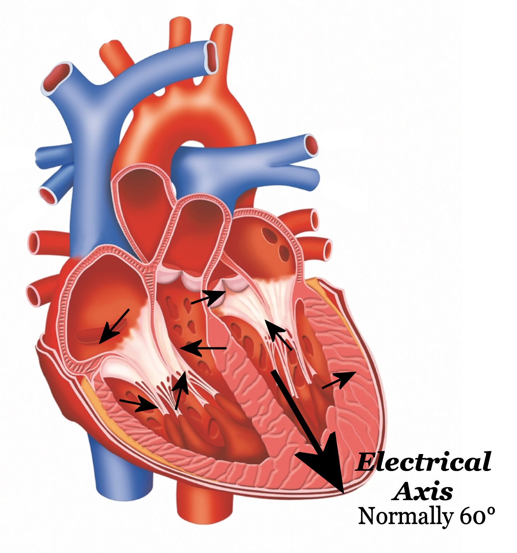 Cardiac Vector at Vectorified.com | Collection of Cardiac Vector free ...