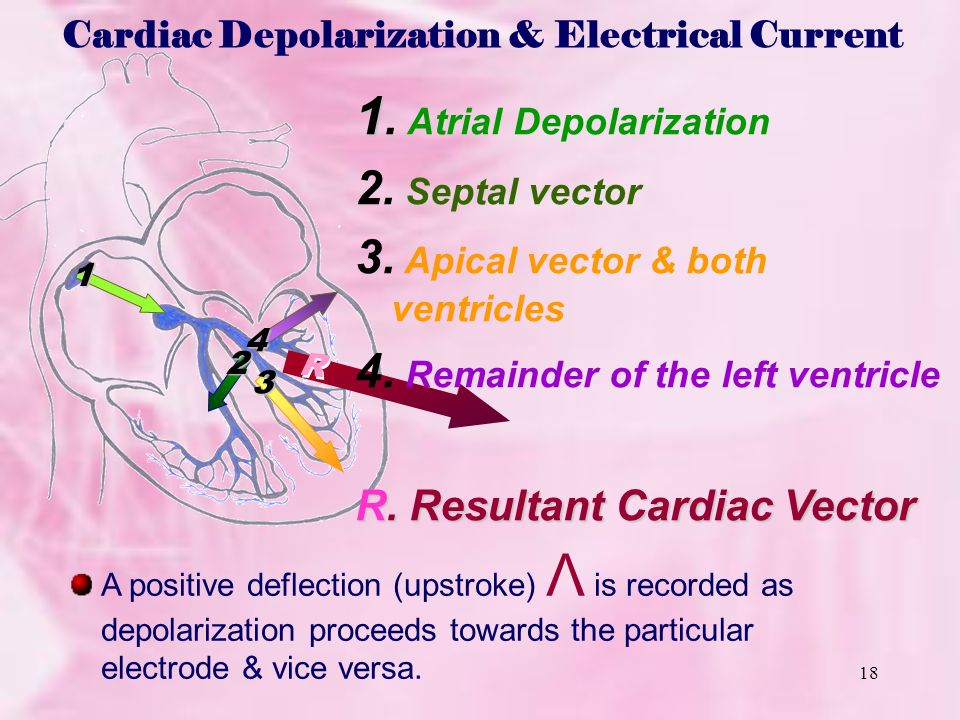 Cardiac Vector At Vectorified.com | Collection Of Cardiac Vector Free ...