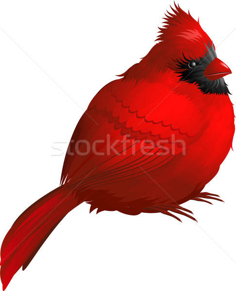 486x600 Cardinal Bird Vector Illustration Marina Lvova