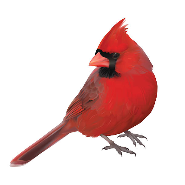 Cardinal Bird Vector At Vectorified.com | Collection Of Cardinal Bird ...