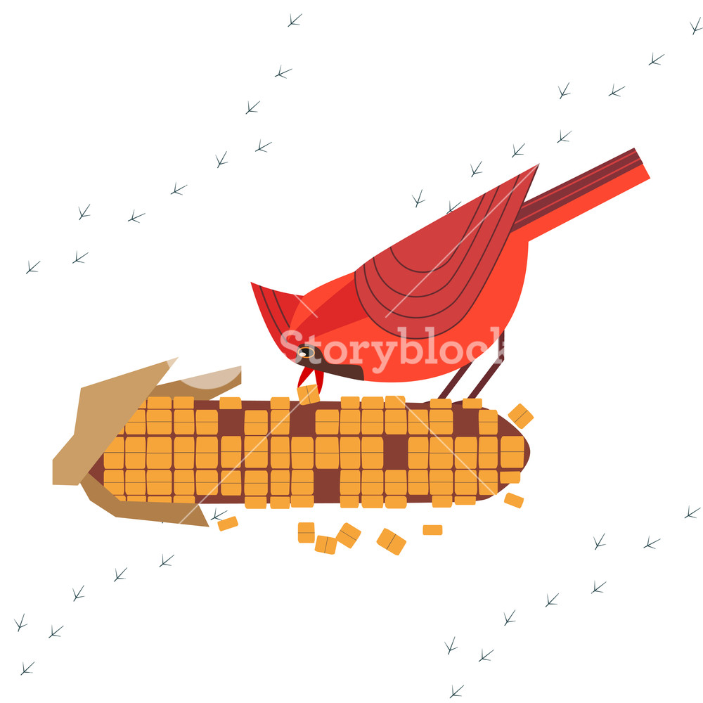 1000x1000 Cute Red Northern Cardinal Bird Feeding